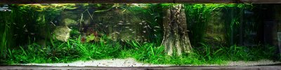 about 3 month after rescaping