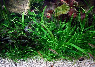 about 3 month after rescaping