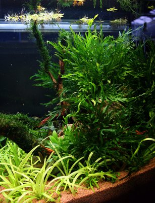 25th day after set up