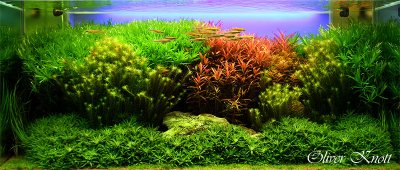 100th day after set up - World Ranking 206 (Int.Aquatic Plants Layout Contest)