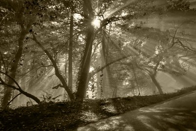 lightbeams 137 sepia.jpg