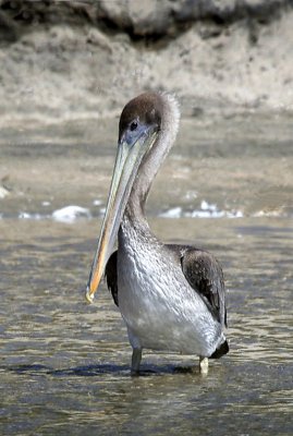standing Pelikan.jpg