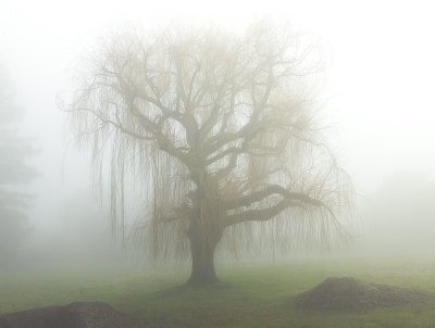 willow in fog .jpg