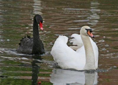 IMG_0113_web.jpg