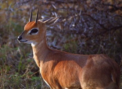 buck996_M_web.jpg