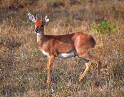 buck998_M_web.jpg