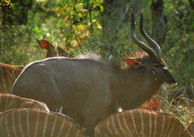 kudu989_M_web.jpg
