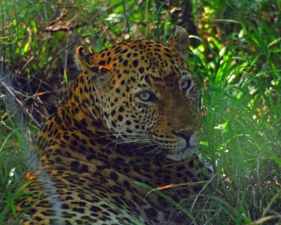 LEO991_M_web.jpg