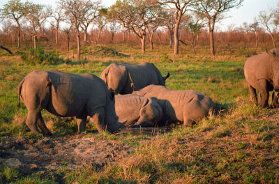 Rhino011_M_web.jpg