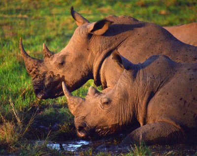 rhino974_M2_web.jpg