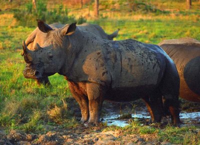 rhino985_M_web.jpg
