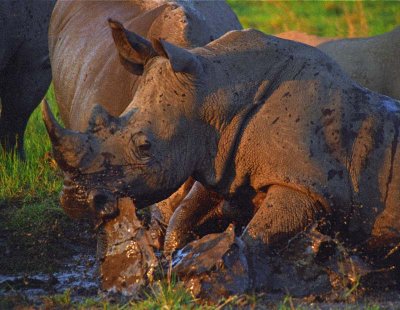 rhino987_M_web.jpg