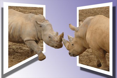 rhino attack