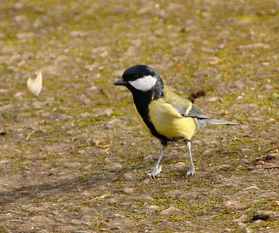 great tit