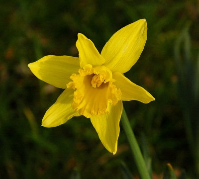 Daffodil