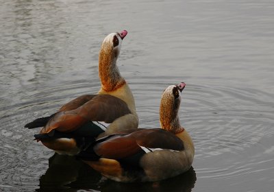 Egyptian Geese