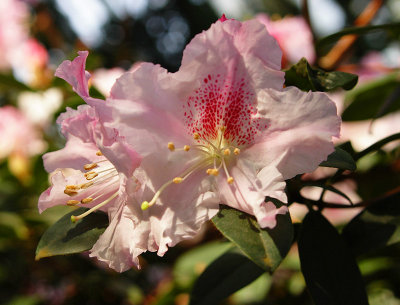 Rhododendron