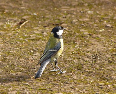 Great tit