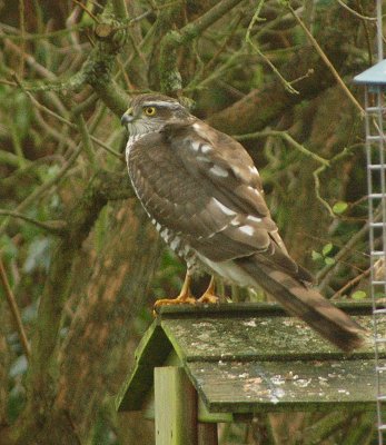 Female Sparrowhawk