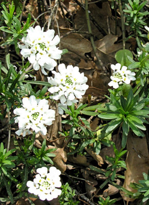 Daisies Apr 07 88003540.jpg