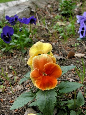 Pansies Apr 07 88003544.jpg