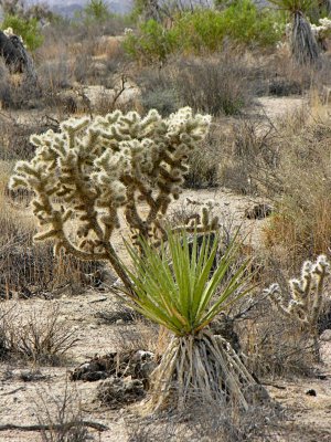 Various Desert Vegetation 88004217.jpg