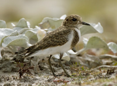 Double breasted Plover