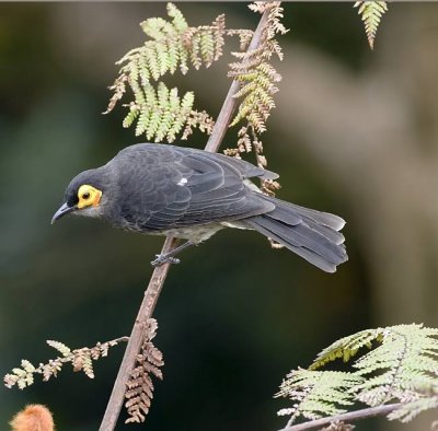 Common Smokey Honeyeater