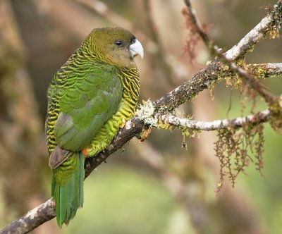 Painted Tigerparrot