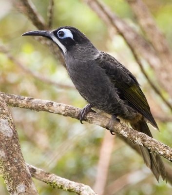 Belford's Melidectes
