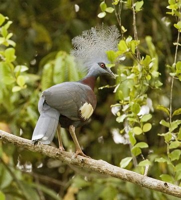 Southern Crowned Pigeon