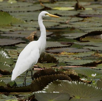Intermediate Egret