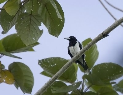 Black-backed Butcherbird