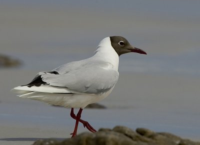 Brown-hooded gull