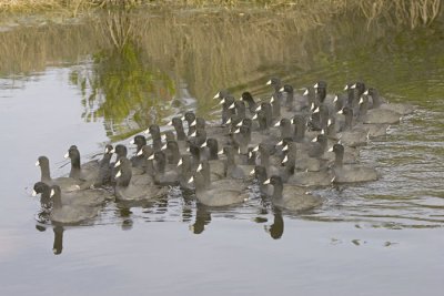 American Coot