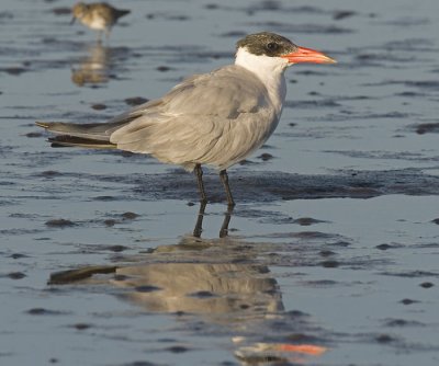 Caspian Tern