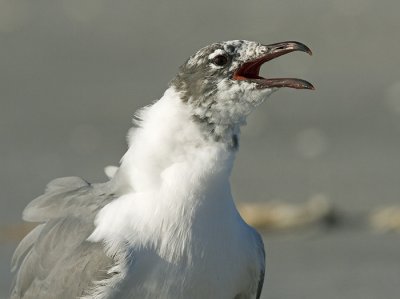 Gulls-Terns