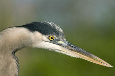 Great-blue Heron