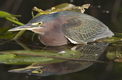 Green Heron