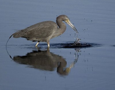 Little Blue Heron