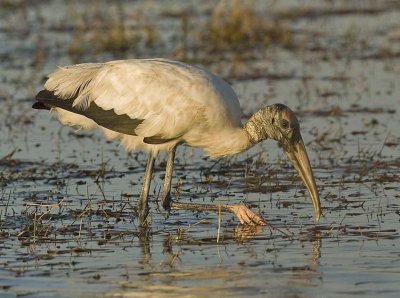 Wood Stork