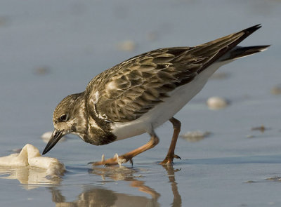 Ruddy Turnstone