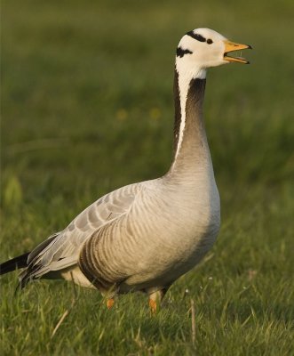 Indische gans