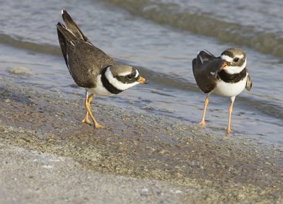 Great Ringed Plover