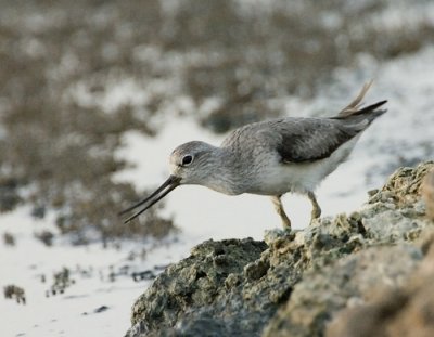 Terek Sandpiper