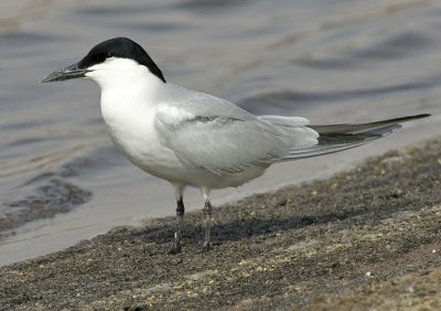 Gull-billed Tern