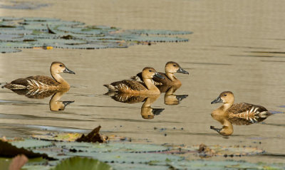 Wandering Whistling Duck