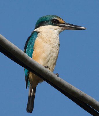 Sacred Kingfisher