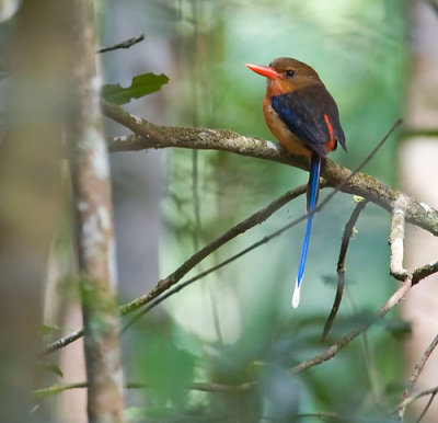 Common Paradise Kingfisher