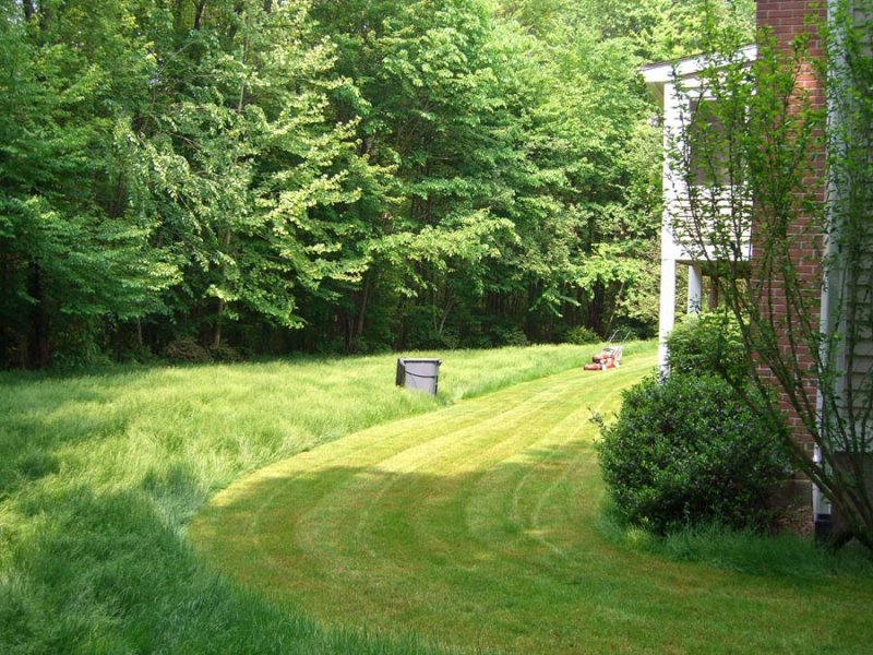 backyard_mow2.jpg
